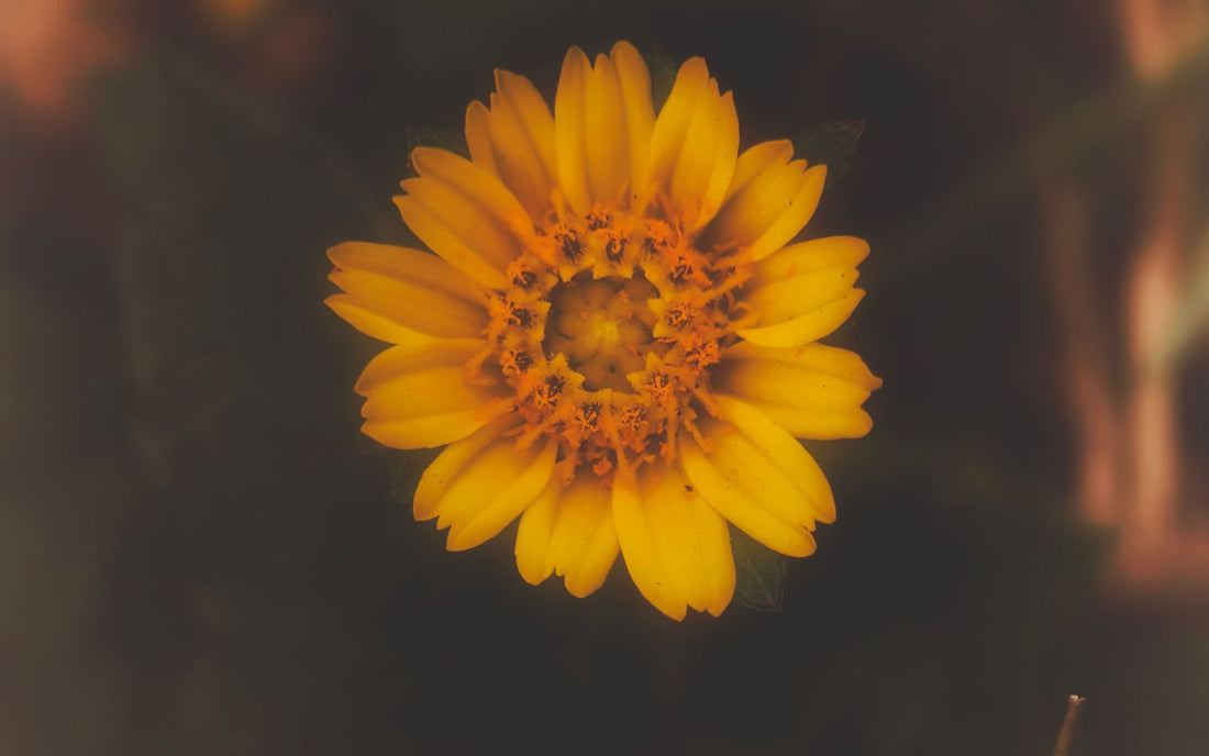 Flor amarilla en primer plano como referencia botánica